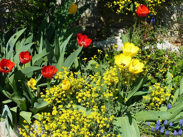 blog-20150427-blumen1