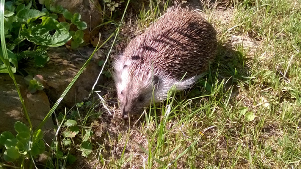 blog-20150607-igel