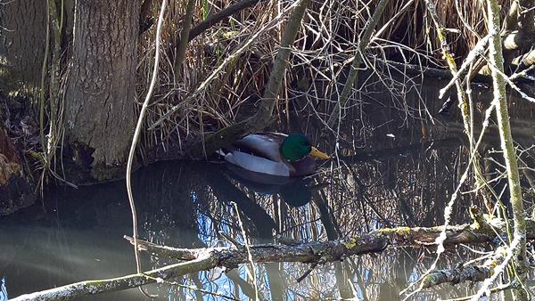 blog-20160206-ente