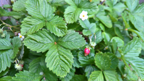 blog-20160920-erdbeeren