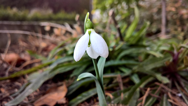 blog-20170223-schneegloeckchen