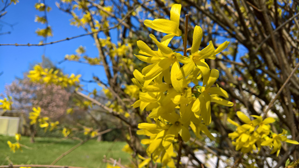 blog-20170411-forsitien