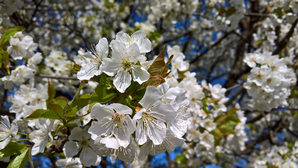 blog-20170411-kirschblueten