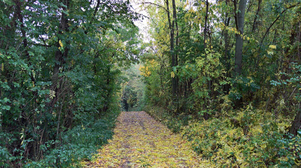 blog-20171025-herbstwald1