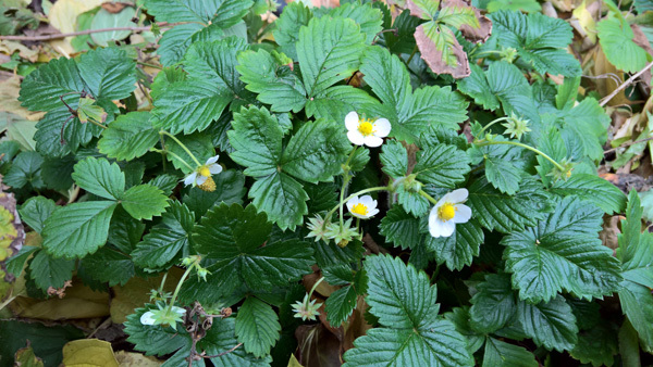 blog-20171103-erdbeeren
