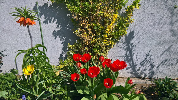 blog-20180415-blumen1