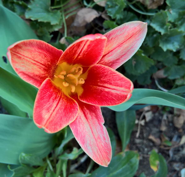 blog-20190317-tulpe