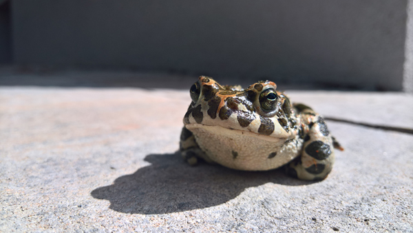 blog-20190426-kroete