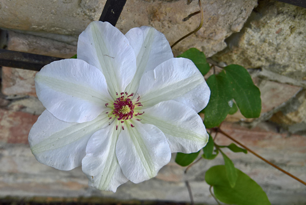 blog-20190524-clematis2