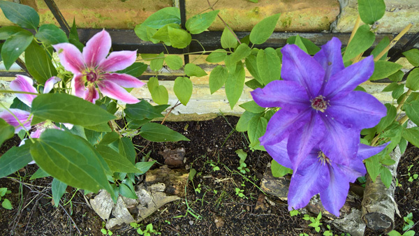 blog-20190531-clematis