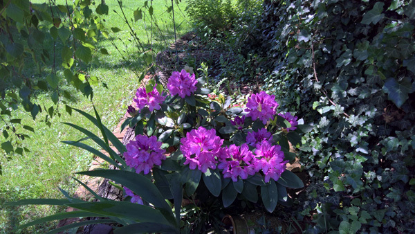 blog-20190531-rhododendron1