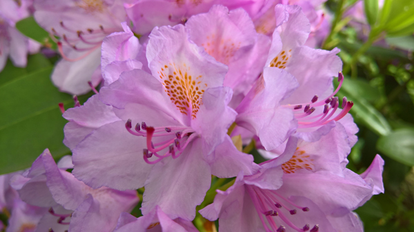blog-20190531-rhododendron2