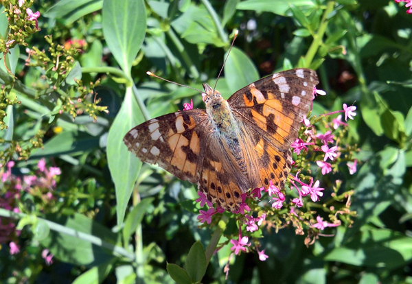 blog-20190609-schmetterling