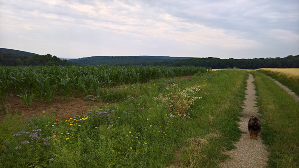 blog-20190702-feld