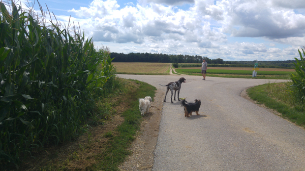 blog-20190808-hunde1