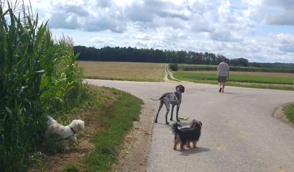 blog-20190808-hunde2