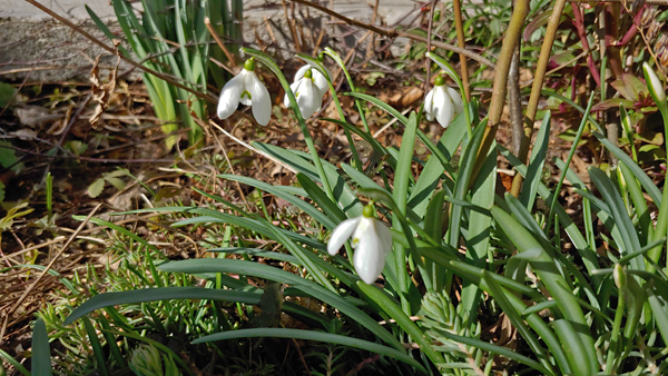 blog-20200217-schneegloeckchen