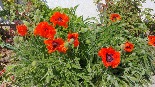 blog-20200428-mohnblumen