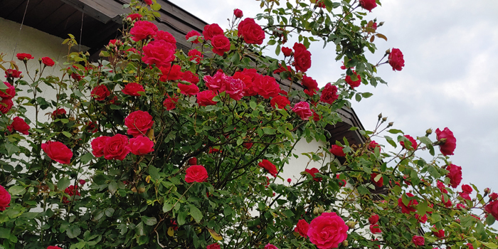 blog-20210615-rosen8