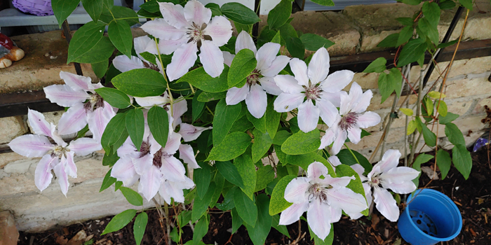 blog-20220524-clematis