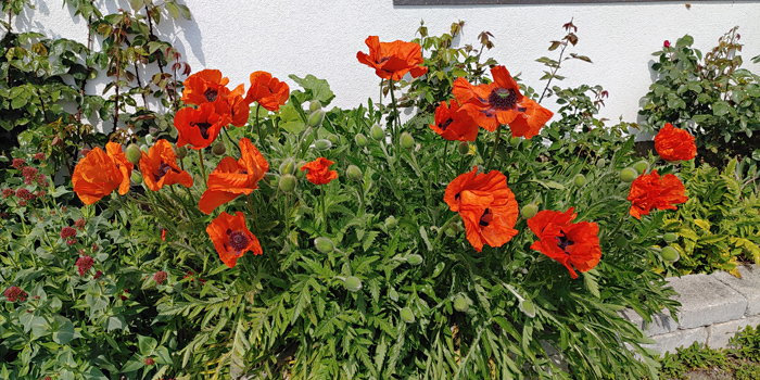 blog-20220524-mohnblumen