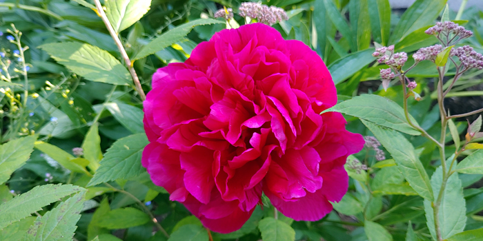 blog-20220524-rose