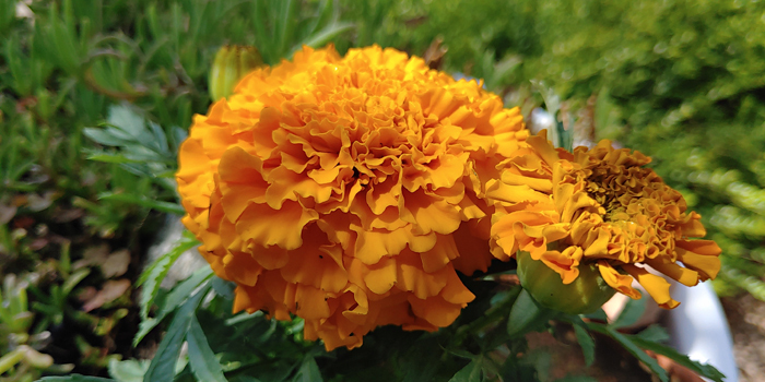 blog-20220524-tagetes