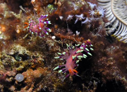 Fadenschnecke - Flabellina exoptata