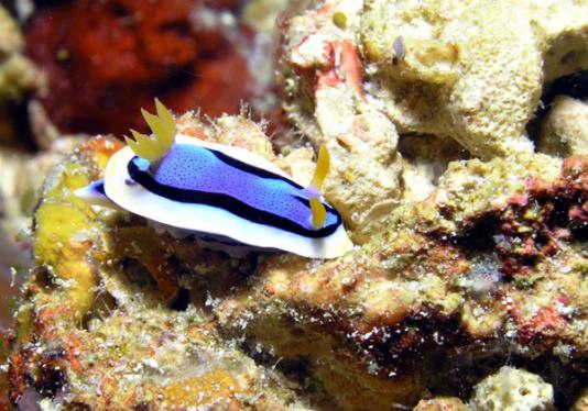 Prachtsternschnecke - Chromodoris annae