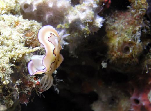 Prachtsternschnecke - Chromodoris coi