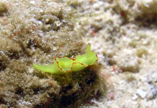 Prachtsternschnecke - Noumea flava