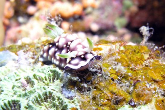 Prachtsternschnecke - Chromodoris geometrica