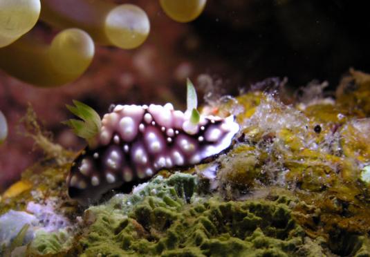 Prachtsternschnecke - Chromodoris geometrica