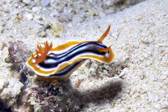 Prachtsternschnecke - Chromodoris magnifa