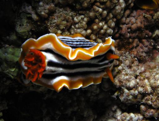 Prachtsternschnecke - Chromodoris magnifa