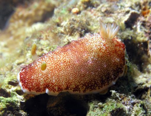 Prachtsternschnecke - Chromodoris reticulata