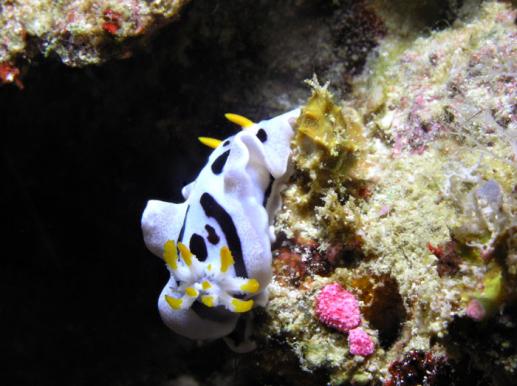 Prachtsternschnecke - Chromodoris dianae