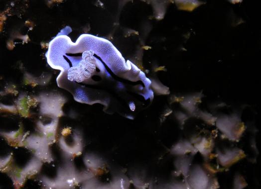 Prachtsternschnecke - Chromodoris willani