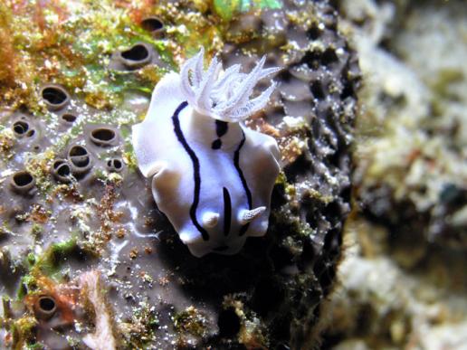 Prachtsternschnecke - Chromodoris willani