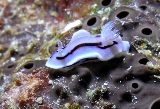 Prachtsternschnecke - Chromodoris willani