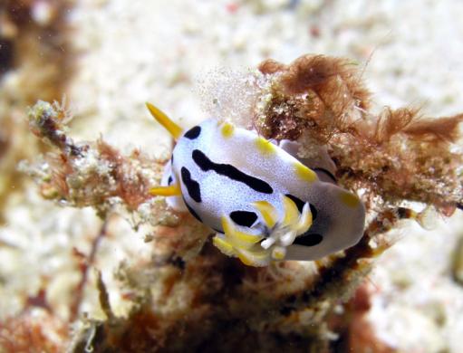 Prachtsternschnecke - Chromodoris dianae