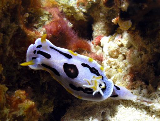 Prachtsternschnecke - Chromodoris boucheti