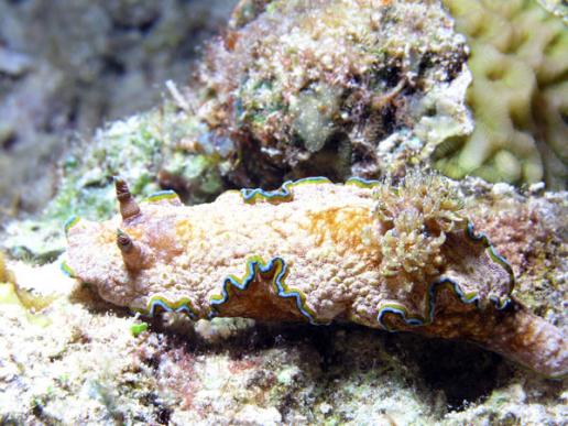 Prachtsternschnecke - Glossodoris cincta