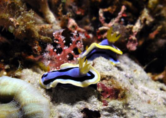 Prachtsternschnecke - Chromodoris annae