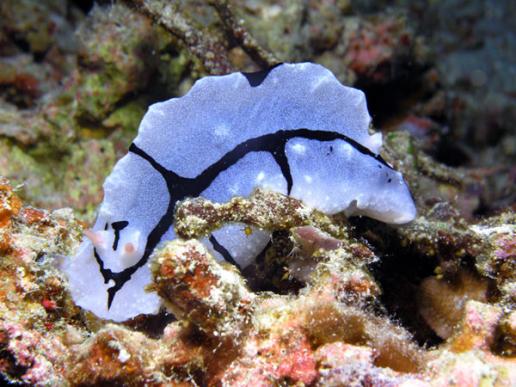 Warzenschnecke - Phylliodiopsis shirinae