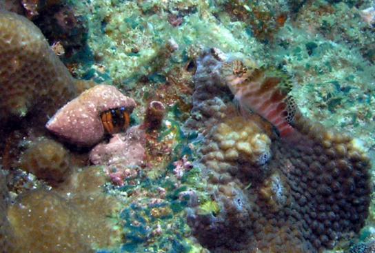 kleiner Einsiedlerkrebs und Korallenwächter