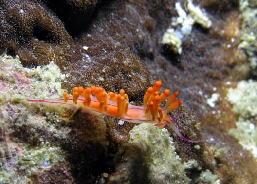 Fadenschnecke - Flabellina exoptata