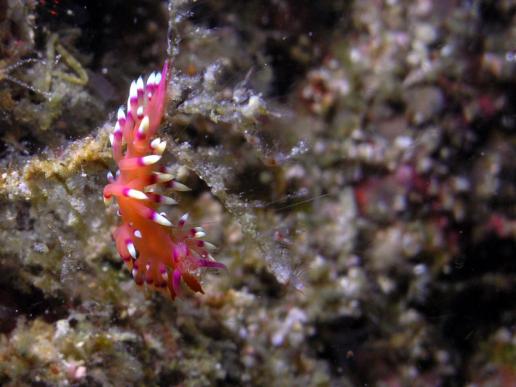 Fadenschnecke - Flabellina exoptata