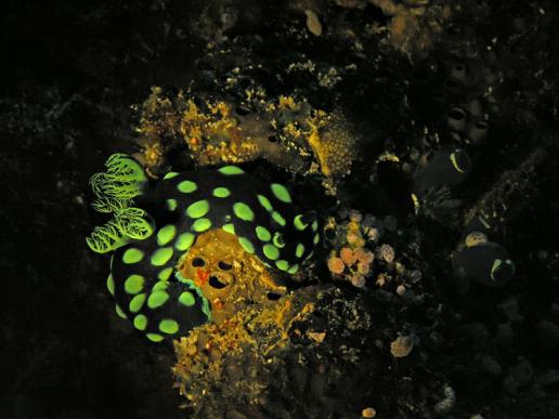 Neonsternschnecke - Nembrotha cristata