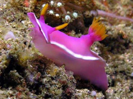 Prachtsternschnecke - Hypselodoris bullockii